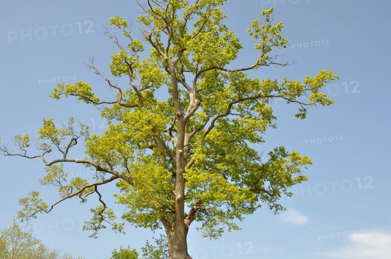 Leguay oak National forest of Bord-Louviers Eure Normandy