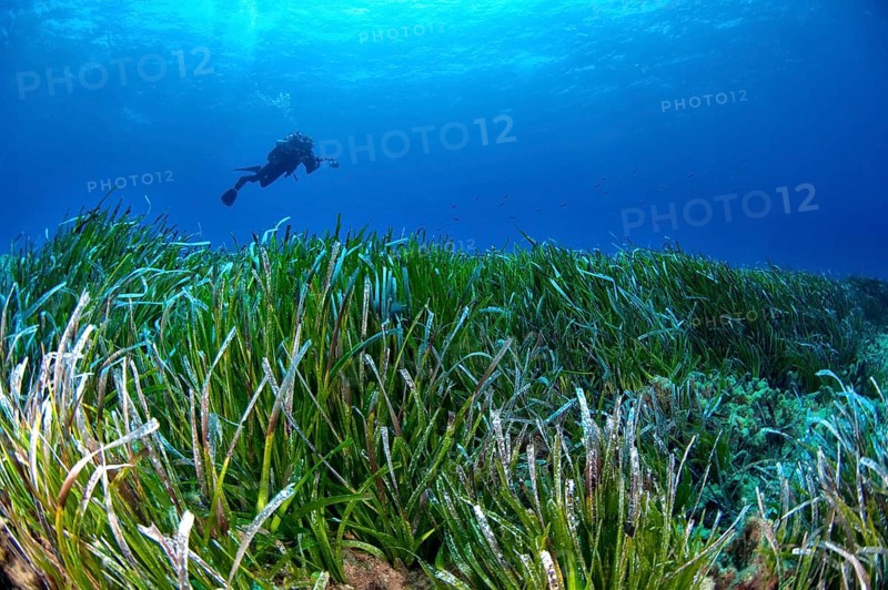 Diver over a seagrass meadow