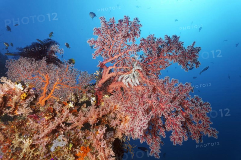 Left small gorgonian
