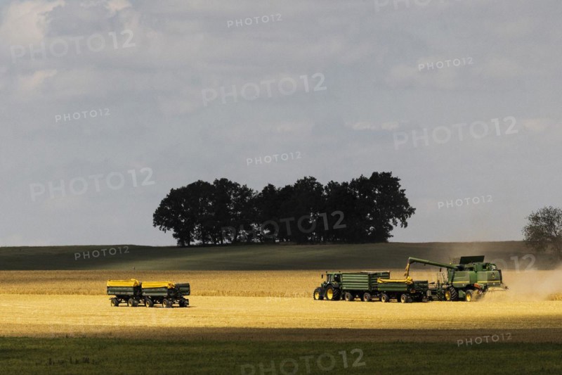 A combine harvester threshes in a grain field in Markersdo, Markersdorf, Germany, Europe