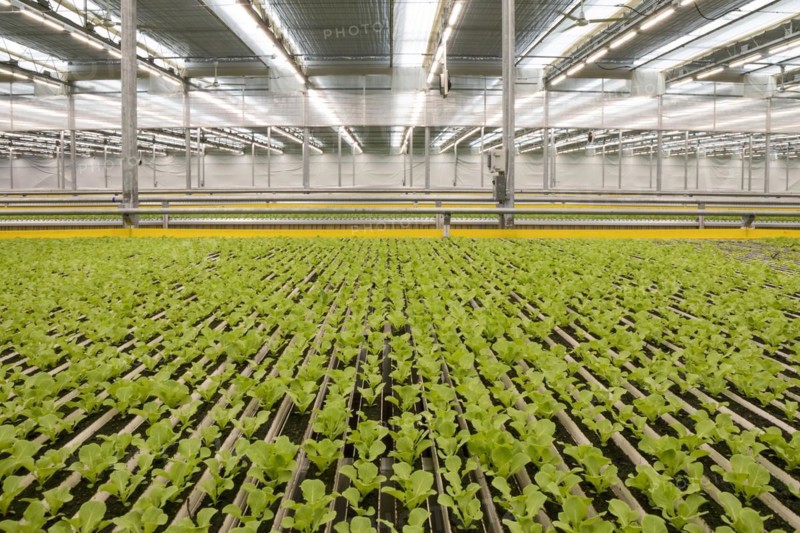 highly automated hydroponic farm which grows lettuce in a huge greenhouse, Revolution Farms, Caledonia, Michigan, USA, North America