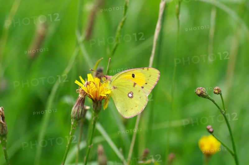 Dark clouded yellow