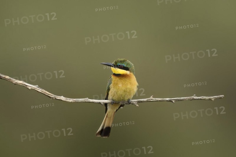 Little bee-eater
