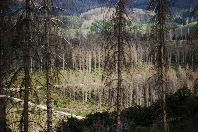 Symbolic photo on the subject of forest dieback in Germany. Spruce trees that have died due to drought and infestation by bark beetles stand in a forest in the Harz Mountains. Lerbach, 28.06.2022, Lerbach, Germany, Europe