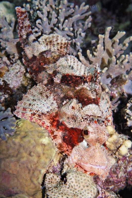 Bearded scorpionfish