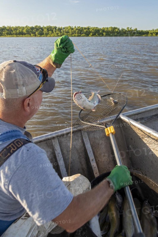 Peoria, Illinois, Dave Buchanan fishes for catfish on the Illinois River. He uses a trotline--a long line from which a hundred or more baited hooks are hung. Buchanan is a member of the Midwest Fish Co-op