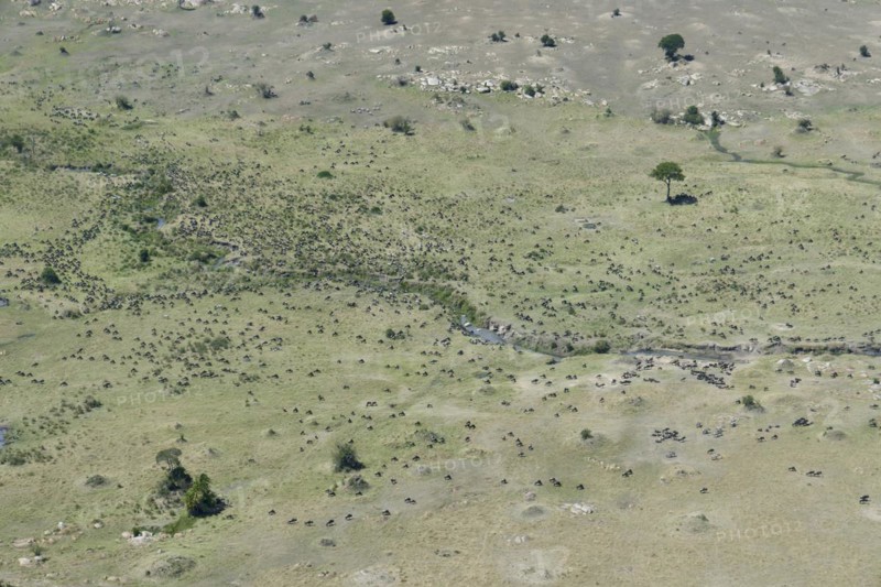 Aerial view, white-bearded wildebeest