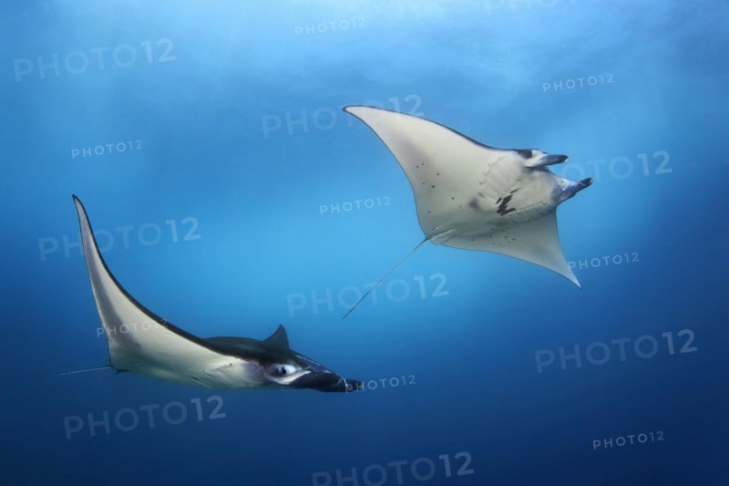 Two reef manta ray