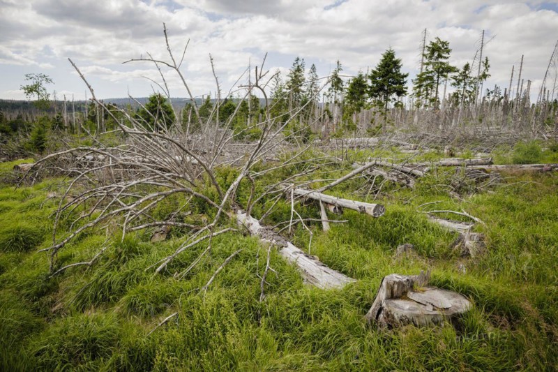 Symbolic photo on the subject of forest dieback in Germany. Spruce trees that have died due to drought and infestation by bark beetles stand in a forest in the Harz Mountains. Torfhaus, 28.06.2022, Torfhaus, Germany, Europe