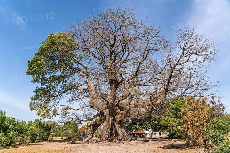 Huge ancient kapok tree in Missirah, Sine Saloum Delta, Senegal, West Africa, Africa