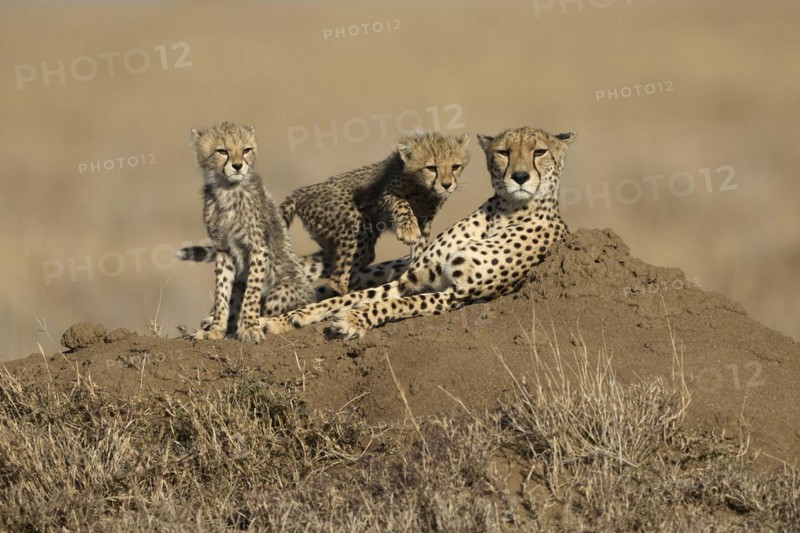 Cheetah