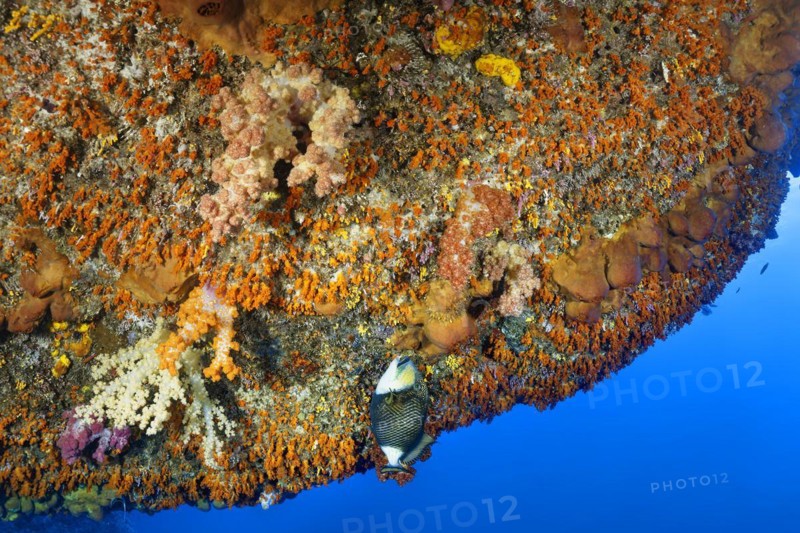 Titan triggerfish