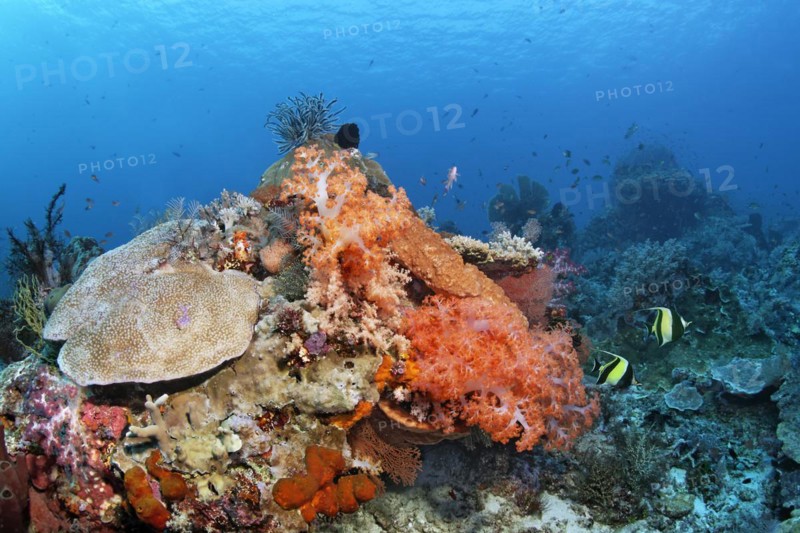 Left Acropora hard coral