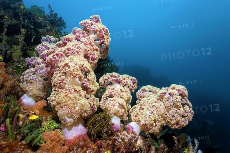 Coral reef drop-off with colony of soft corals