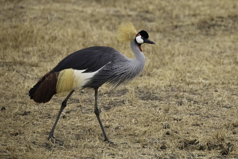 Grey-necked Crowned Crane