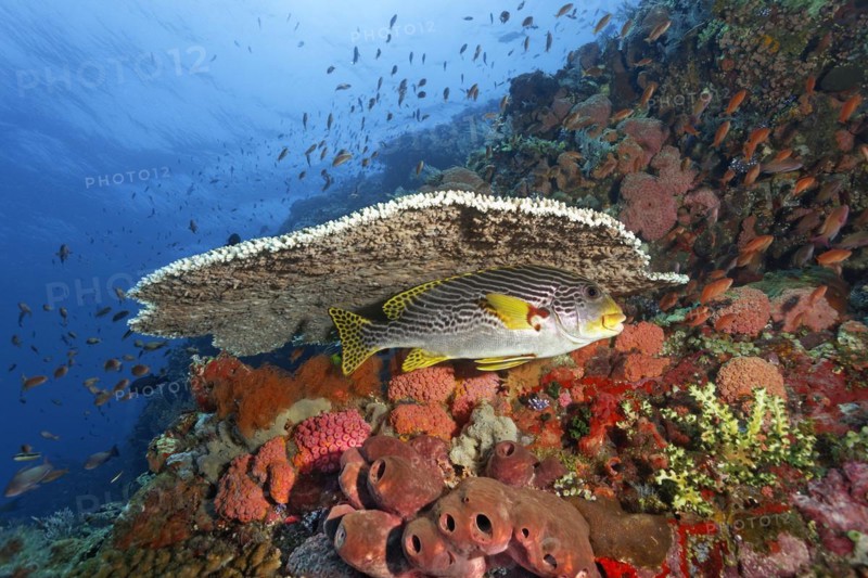 Diagonal-banded sweetlip