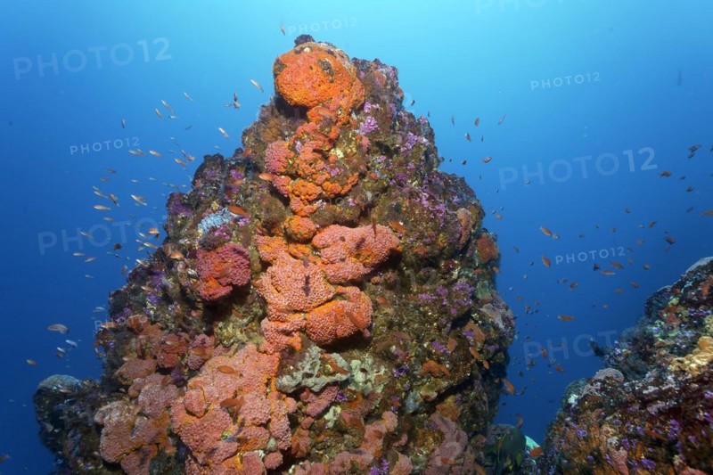 Coral reef, coral block with colony of orange cup coral