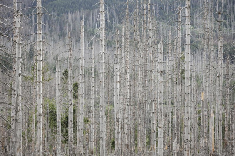 Symbolic photo on the subject of forest dieback in Germany. Spruce trees that have died due to drought and infestation by bark beetles stand in a forest in the Harz Mountains. Torfhaus, Torfhaus, Germany, Europe