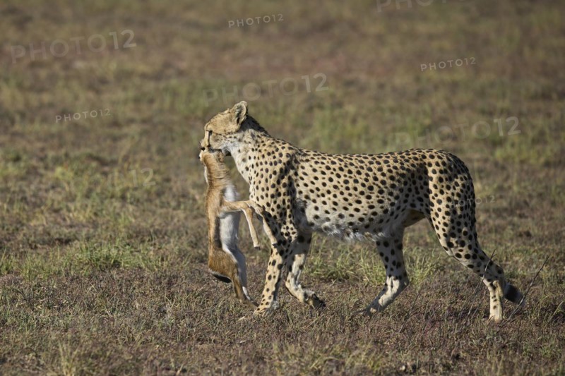 Cheetah