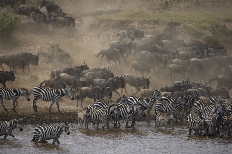 White-bearded wildebeest
