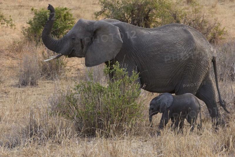 African elephants