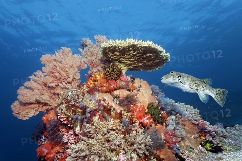 Coral block with many soft coral species, Agropora table coral