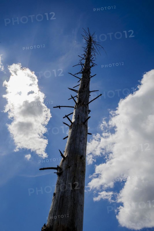 Symbolic photo on the subject of forest dieback in Germany. Spruce trees that have died due to drought and infestation by bark beetles stand in a forest in the Harz Mountains. Altenau, 28.06.2022, Altenau, Germany, Europe