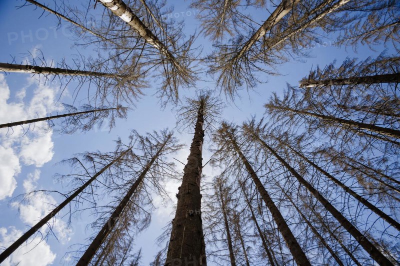 Symbolic photo on the subject of forest dieback in Germany. Spruce trees that have died due to drought and infestation by bark beetles stand in a forest in the Harz Mountains. Altenau, 28.06.2022, Altenau, Germany, Europe