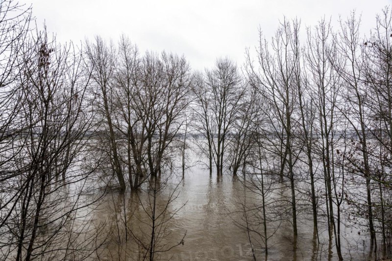 Flooding on the Rhine in Duesseldorf, Bilk district, Duesseldorf, North Rhine-Westphalia, Germany, Europe