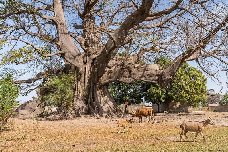 Huge ancient kapok tree in Missirah, Sine Saloum Delta, Senegal, West Africa, Africa