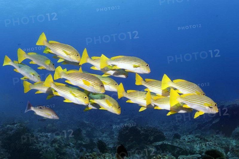Shoal of ribboned sweetlip