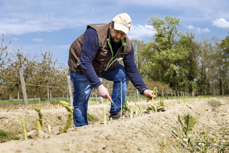 Farmer harvesting green asparagus, Rheurdt, North Rhine-Westphalia, Germany, Europe
