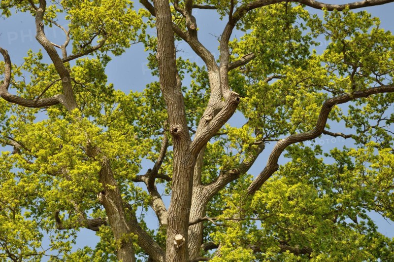 Leguay oak National forest of Bord-Louviers Eure Normandy