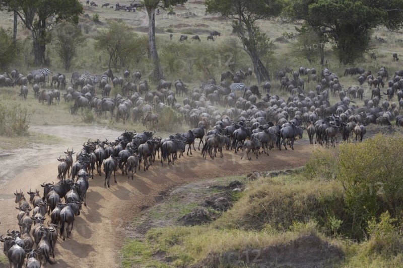 White-bearded wildebeest