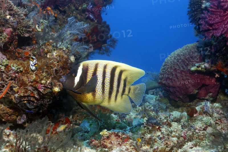 Sixband angelfish