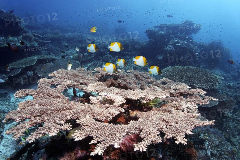 Shoal, small, yellow pyramid butterflyfish