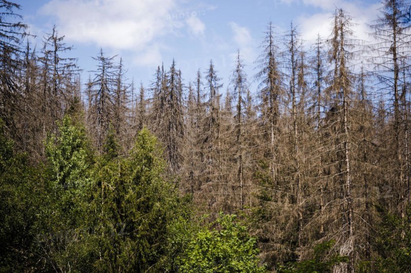 Symbolic photo on the subject of forest dieback in Germany. Spruce trees that have died due to drought and infestation by bark beetles stand in a forest in the Harz Mountains. Riefensbeek, 28.06.2022, Riefensbeek, Germany, Europe