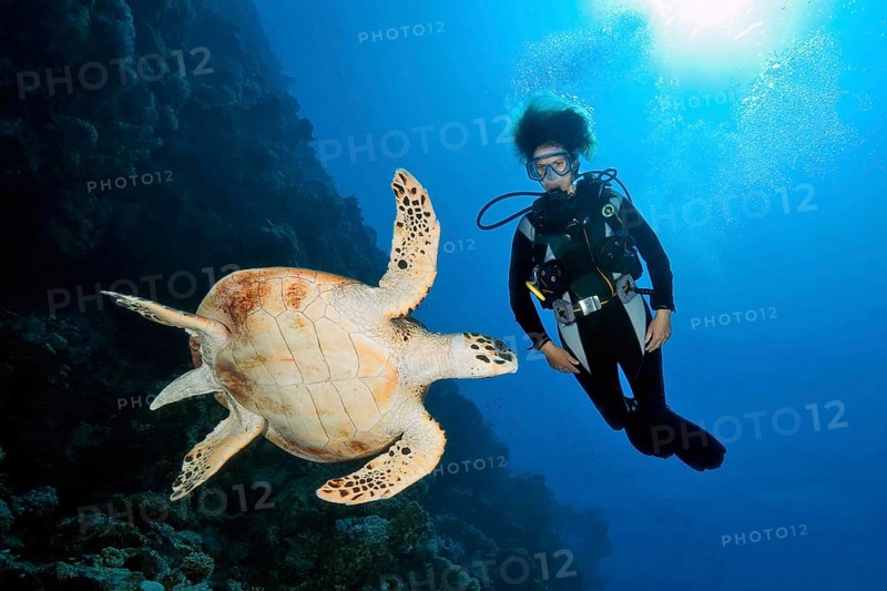 Diver looking on looking at large sea turtle swimming in foreground hawksbill sea turtle