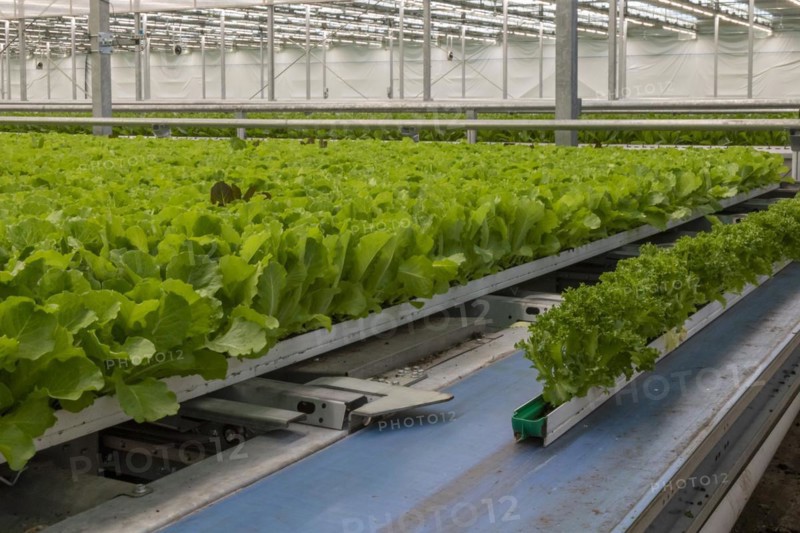 highly automated hydroponic farm which grows lettuce in a huge greenhouse, Revolution Farms, Caledonia, Michigan, USA, North America