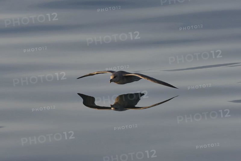 Northern fulmar