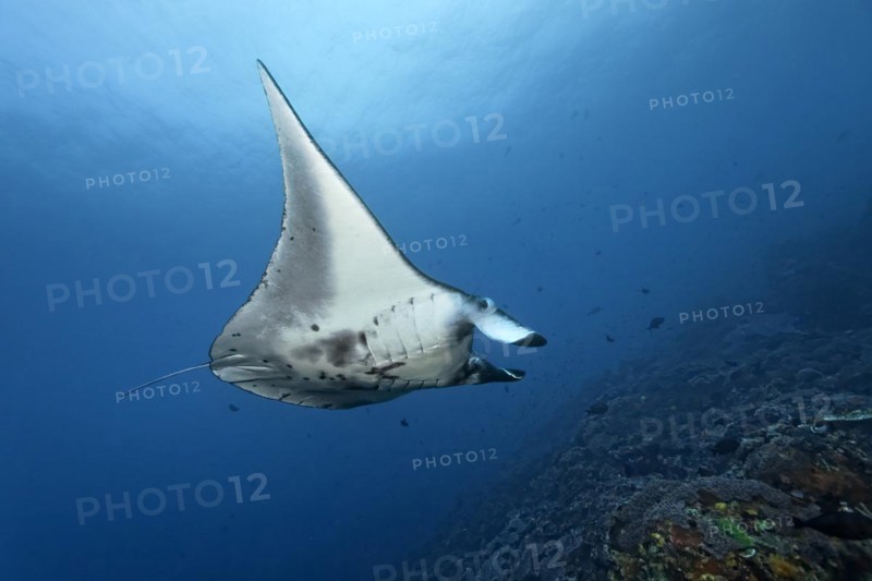 Reef manta ray
