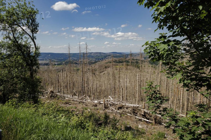 Symbolic photo on the subject of forest dieback in Germany. Spruce trees that have died due to drought and infestation by bark beetles stand in a forest in the Harz Mountains. Altenau, 28.06.2022, Altenau, Germany, Europe