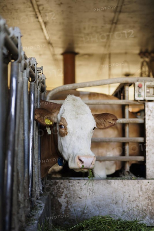 Hay-milk production on a farm in Bavaria, 15.06.2022. Cow standing in the barn all year round and fed with hay, Baiernrain, Germany, Europe