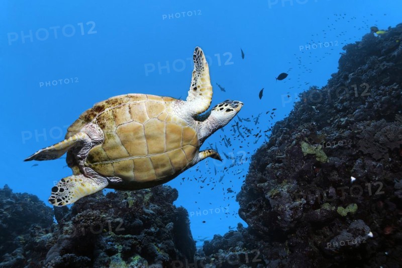 Hawksbill sea turtle
