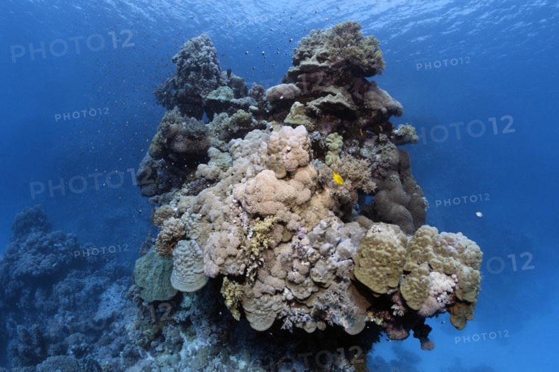 Underwater landscape, typical, bizarre, coral tower, dome coral