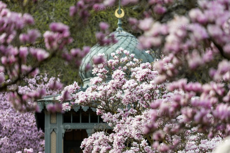 Flowering magnolia