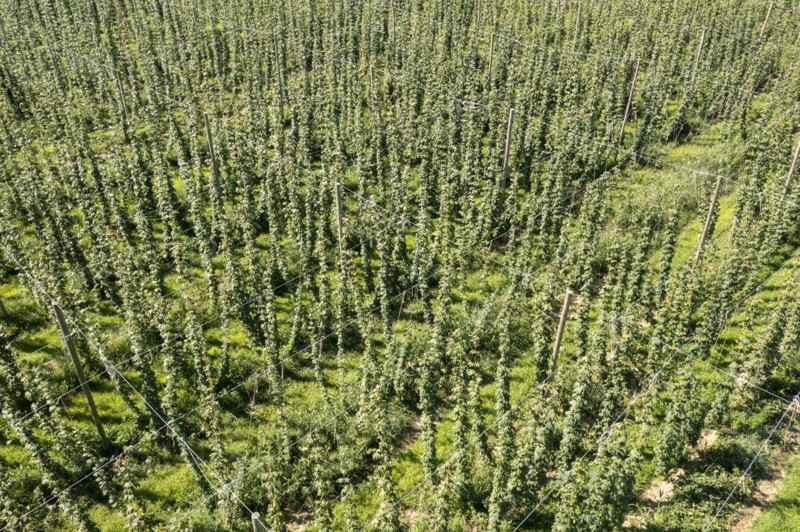 Baroda, Michigan, Hops growing at Hop Head Farms in west Michigan. The vines grow on a rope that is supported from a network of overhead wires