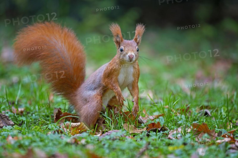 Eurasian red squirrels
