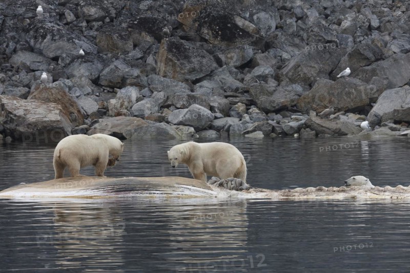 Polar bears