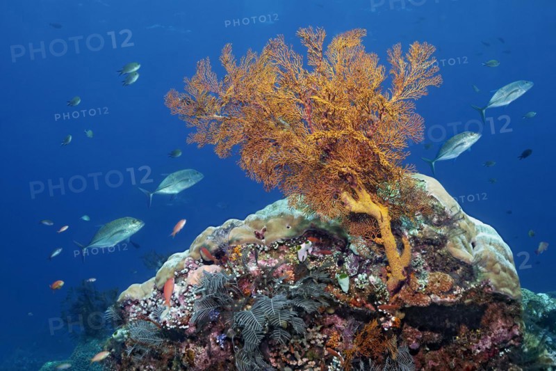 In front coral reef with knotted sea fan